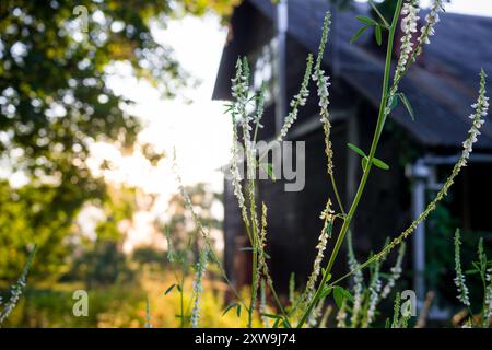 Die Pflanze Melilotus albus (bekannt als Honigklee, weißer Melilot, Bokhara-Klee, weißer Süßklee) vor dem Hintergrund des Gebäudes und Sonnenuntergang Stockfoto