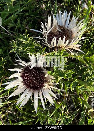 18.08.2024, Bad Hindelang im Allgäu, Sommerferien im Heilkimatischen Ort. Silberdisteln am Wegesrand. Silberdistel Gattung: Eberwurzen Carlina 18.08.2024, Bad Hindelang im Allgäu 18.08.2024, Bad Hindelang im Allgäu *** 18 08 2024, Bad Hindelang im Allgäu, Sommerurlaub im medizinischen Kimatischen Ort Silberdistel am Wegesrand Silberdistel Gattung Eberwurzen Carlina 18 08 2024, Bad Hindelang im Allgäu 18 08 2024, Bad Hindelang im Allgäu Stockfoto