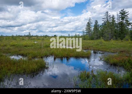 Saint-Narcisse Torfmoor Naturpark (Saint-Narcisse, Quebec, Kanada) Stockfoto