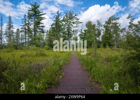 Wanderweg des Naturparks Saint-Narcisse Torfmoor (Saint-Narcisse, Quebec, Kanada) Stockfoto