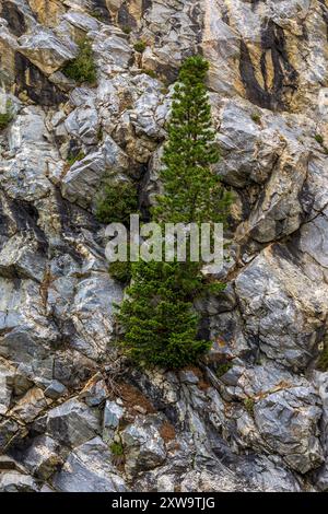 Bäume wachsen auf Felsen in den Rocky Mountains in Colorado Stockfoto