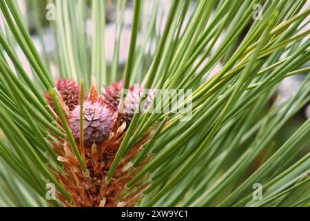 Lodgepole Pine Seed Cones Forming - Nahaufnahme Stockfoto