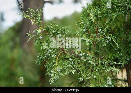 Rocky Mountain Wacholderstämme, Laub und Beeren Stockfoto