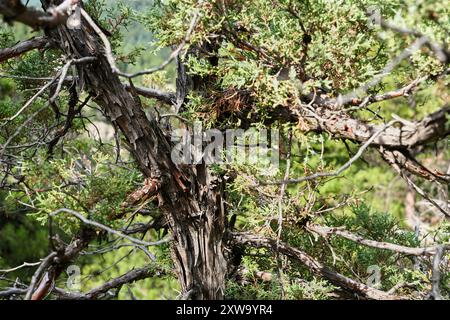 Utah Wacholder zeigt abblätternde, faserige Rinde Stockfoto