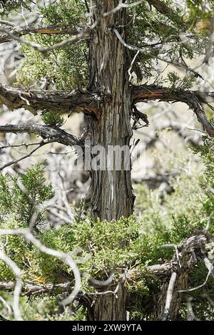Utah Wacholder zeigt abblätternde, faserige Rinde Stockfoto