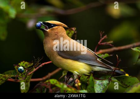 Ein Zedernwachs, der auf einem Busch sitzt, der eine Frucht isst Stockfoto