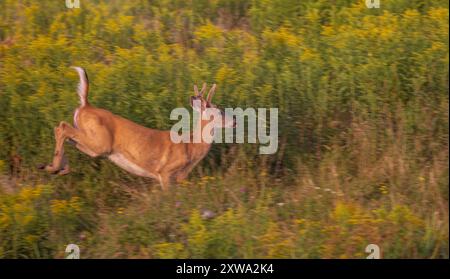 Weißschwanzbock an einem Augustabend im Norden von Wisconsin. Stockfoto