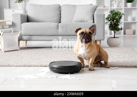 Niedliche französische Bulldogge in der Nähe von Roboter-Staubsaugern und zerrissenem Papier zu Hause Stockfoto