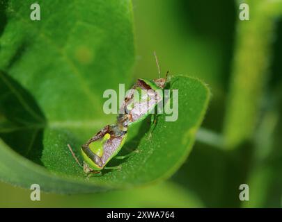 Banasa dimidiata - ein Paar grüner Burgunderstinkkäfer, die sich auf einem Blatt paaren - heimisch in Nordamerika. Stockfoto