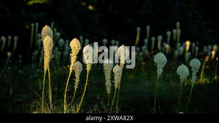 Goldenes Licht über dem Beargrass-Wildblumenfeld im Mount Rainier National Park Stockfoto