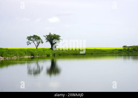Zwei Bäume an einem kleinen See, der sich im Wasser spiegelt, mit einem Kornfeld im Hintergrund Stockfoto