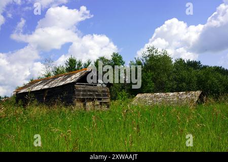 Alte Holzschuppen mit Moos auf dem Dach inmitten eines bewachsenen Feldes mit Bäumen im Hintergrund Stockfoto