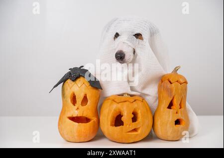 Jack Russell Terrier Hund in einem Geisterkostüm und drei Jack-o-Laternen auf weißem Hintergrund. Stockfoto