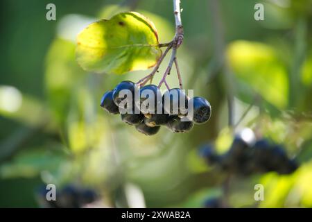 Nahaufnahme der Reifen Aronia melanocarpa-Beeren, die an einem Zweig hängen, umgeben von grünen Blättern und natürlichem Licht. Stockfoto
