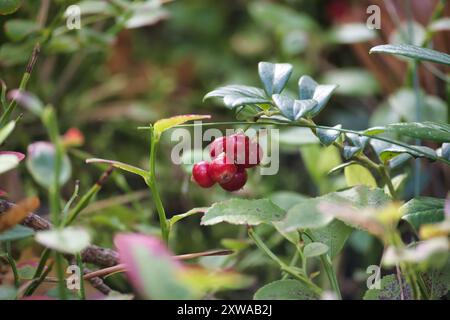 Ein detaillierter Blick auf reife rote Preiselbeeren inmitten von üppigem Grün, der die Schönheit und Frische der Natur in einer Gartenumgebung unterstreicht. Stockfoto
