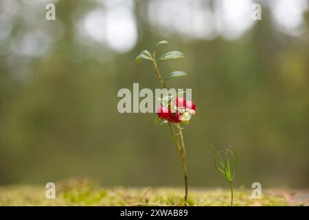 Nahaufnahme reifer Preiselbeeren auf einem Zweig, die die leuchtende rote Farbe von Vaccinium vitis-idaea hervorheben, die in natürlichen Waldgebieten zu finden ist, illus Stockfoto