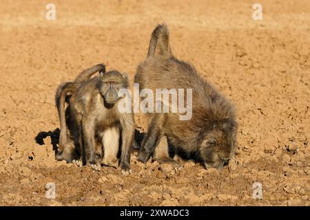 Chacma-Paviane (Papio ursinus) in natürlicher Umgebung, Mokala-Nationalpark, Südafrika Stockfoto