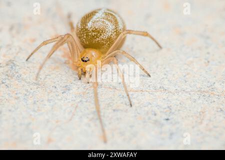 Die gelbe Spinne mit weißen Markierungen krabbelt anmutig auf den Boden und zeigt die Schönheit der Natur aus nächster Nähe. Stockfoto