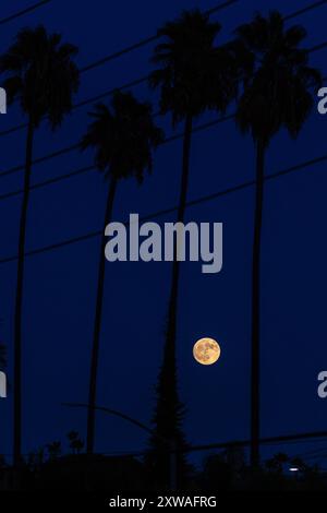 Los Angeles, Kalifornien, USA. August 2024. Ein fast Vollmond steigt hinter den Palmen in Los Angeles auf, Sonntag, den 18. August 2024. (Kreditbild: © Ringo Chiu/ZUMA Press Wire) NUR REDAKTIONELLE VERWENDUNG! Nicht für kommerzielle ZWECKE! Stockfoto