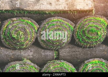 Palette mit Rollen Rasengras. Der gerollte Rasen kann von Bauunternehmern verlegt werden Stockfoto