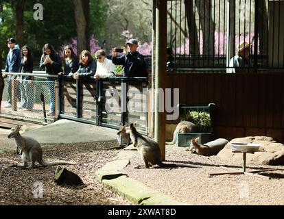 Sydney, Australien. August 2024. Besucher machen Fotos von Kängurus während des Sydney Cherry Blossom Festival 2024 in den Auburn Botanic Gardens in Sydney, Australien, 19. August 2024. Quelle: Ma Ping/Xinhua/Alamy Live News Stockfoto