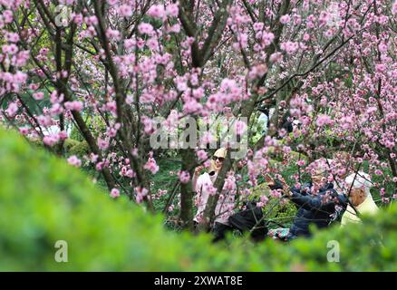 Sydney, Australien. August 2024. Besucher genießen die Kirschblüten während des Sydney Cherry Blossom Festival 2024 in den Auburn Botanic Gardens in Sydney, Australien, 19. August 2024. Quelle: Ma Ping/Xinhua/Alamy Live News Stockfoto