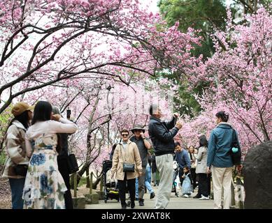 Sydney, Australien. August 2024. Besucher genießen die Kirschblüten während des Sydney Cherry Blossom Festival 2024 in den Auburn Botanic Gardens in Sydney, Australien, 19. August 2024. Quelle: Ma Ping/Xinhua/Alamy Live News Stockfoto