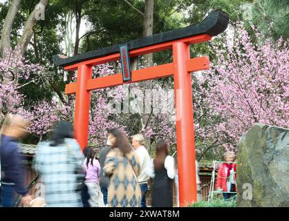 Sydney, Australien. August 2024. Besucher genießen die Kirschblüten während des Sydney Cherry Blossom Festival 2024 in den Auburn Botanic Gardens in Sydney, Australien, 19. August 2024. Quelle: Ma Ping/Xinhua/Alamy Live News Stockfoto