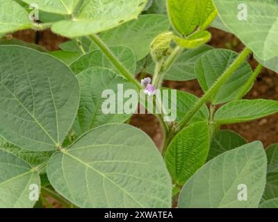 Sojabohnen, Sojabohnen oder Sojabohnen blühende Pflanze mit kleinen violetten Blüten. Glycin max Blüten im Blattaxil. Vegetarisches Grundnahrungsmittel. Stockfoto