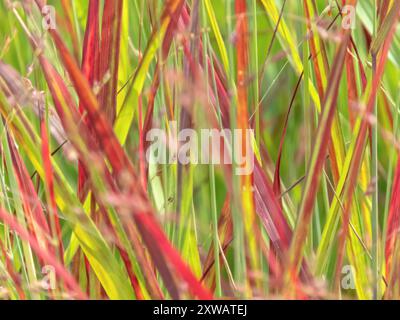 Panicum virgatum Ziergras buntes Laub. Wickelgras blühende poaceae Pflanzen grüne und rote bunte Blätter. Gras weht im Wind wi Stockfoto