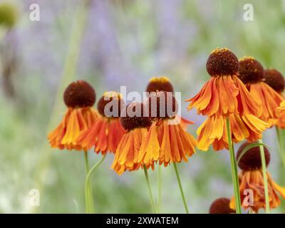 Helenium-Hybridblumen-Nahaufnahme. Leuchtend orange herbstliche Gänseblümchen-ähnliche Blumenköpfe mit dunkler, kugelförmiger Mitte. Krautige Staudenpflanze. Stockfoto