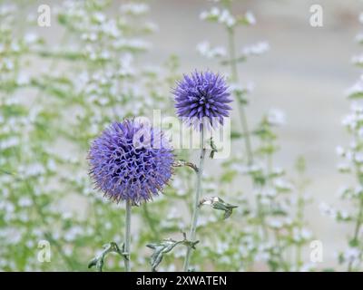 Echinops bannaticus lila Blumenköpfe auf dem verschwommenen weißen Nebelblumen Hintergrund. Blaue Globus-Distelblühpflanze. Stockfoto