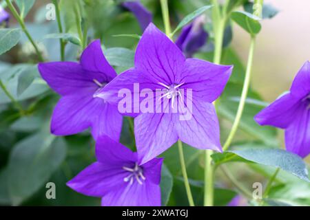 Platycodon grandiflorus krautig blühende Staudenpflanze der Familie Campanulaceae. Platycodon lila campanula Blüten. Ballonblume oder Chine Stockfoto