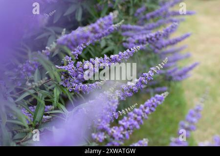 Vitex- oder keuschere, violette Blüten mit verschwommenem Vordergrund. Vitex-Agnus-Castus-Blütepflanze. Chastetree, Kasteberry, Abrahams Balsam, Flieder-Chastet Stockfoto