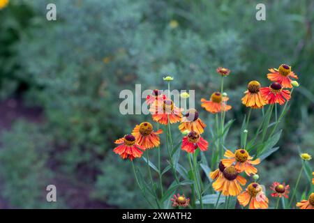 Helium-Hybridblumen auf dem dunkelgrünen Gartenhintergrund. Leuchtend orange herbstliche Gänseblümchen-ähnliche Blumenköpfe mit dunkler, kugelförmiger Mitte. Herba Stockfoto