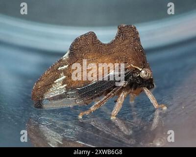 Kielbarer Baumopper (Entylia carinata) Insecta Stockfoto