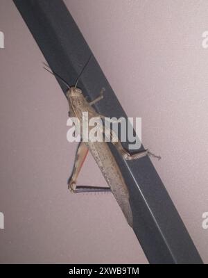 Ägyptischer Vogelgrasshopper (Anacridium aegyptium) Insecta Stockfoto