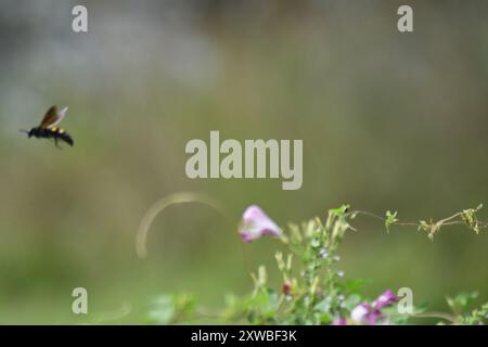 Große vierfleckige Scoliid Wasp (Pygodasis quadrimaculata) Insecta Stockfoto