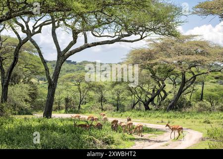 Impala, Wälder, Ndutu Plains, Serengeti Nationalpark, Tansania Stockfoto