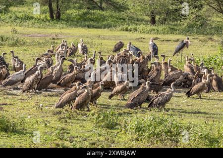 Die tote Maasai Giraffe wird von Geiern, Weissrücken und Ruppell's Griffon, Marabou Störchen, Ndutu Plains, Serengeti Nationalpark, Tansania verzehrt Stockfoto