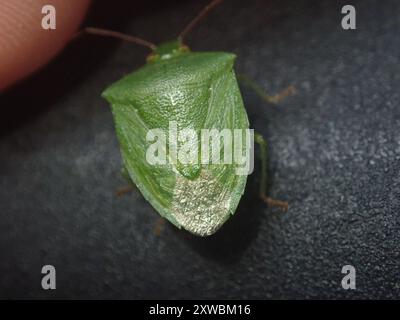 Grüne Kartoffelkäfer (Cuspicona simplex) Insecta Stockfoto