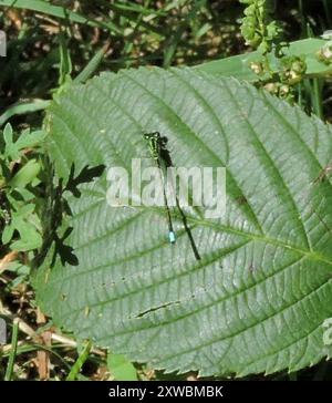 Östlicher Gabelschwanz (Ischnura verticalis) Insecta Stockfoto