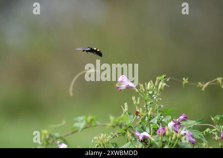 Große vierfleckige Scoliid Wasp (Pygodasis quadrimaculata) Insecta Stockfoto