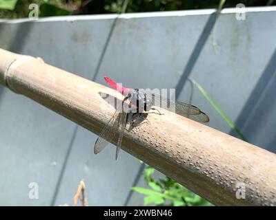 Rotskimmer (Orthetrum pruinosum neglectum) Insecta Stockfoto