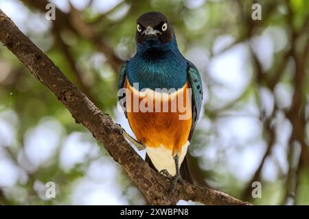 Super Starling, Central Serengeti Plains, Tansania Stockfoto