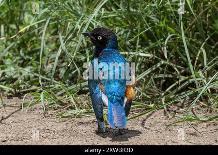 Super Starling, Central Serengeti Plains, Tansania Stockfoto