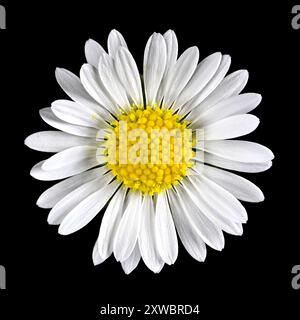 Studio-Aufnahme (Bild gestapelt) einer Daisy-Blume (Bellis perennis) vor schwarzem Hintergrund Stockfoto