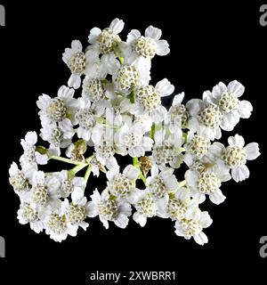 Studio-Aufnahme (Bild gestapelt) von wilden Karottenblüten (Daucus carota) auf schwarzem Hintergrund Stockfoto