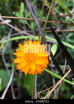 Orangenmilchkraut (Polygala lutea) Plantae Stockfoto