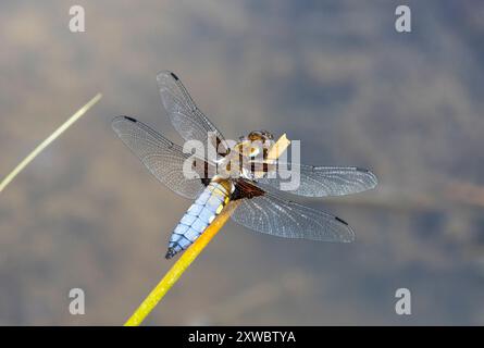 Eine breitgemachte Chaser-Libelle, die auf einem Stiel thront Stockfoto